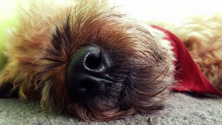dog-nose-asleep